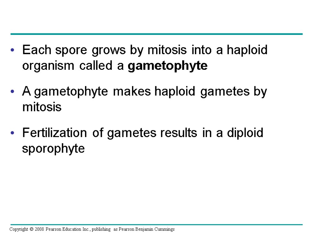 Each spore grows by mitosis into a haploid organism called a gametophyte A gametophyte